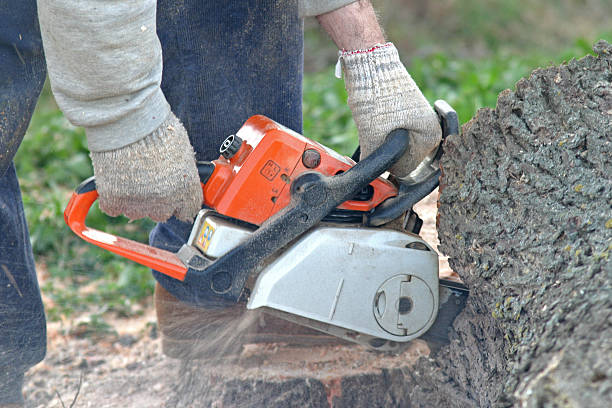 Trusted Northfield, KY Tree Care Experts